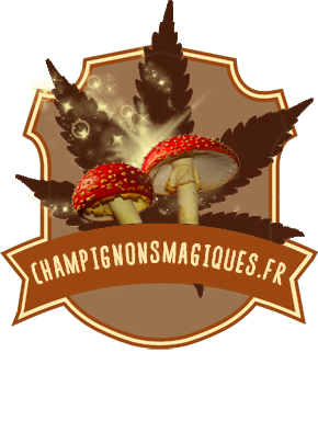 champignonsmagiques