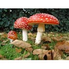 Amanita extract 10X