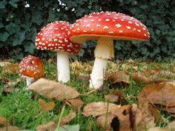 Amanita extract 10X