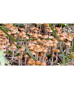 Psilocybe Azurences en seringue