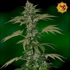 Barney's Farm Grape Muerto Autoflowering