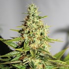 Acapulco Gold Feminised - Barney's Farm