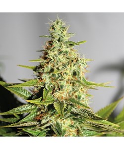 Acapulco Gold Feminised - Barney's Farm