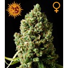 Critical Kush – Barney’s Farm