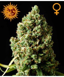 Critical Kush – Barney’s Farm