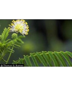 Desmanthus Illinoensis