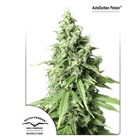 AutoDurban Poison – Dutch Passion