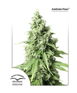 AutoDurban Poison – Dutch Passion