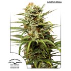 AutoWhite Widow – Dutch Passion