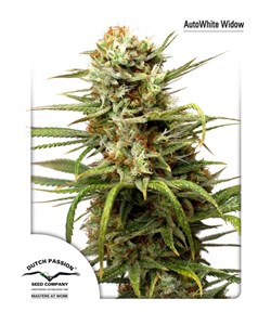 AutoWhite Widow – Dutch Passion