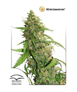 CBD Auto Compassion Lime