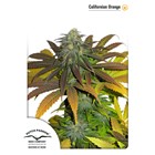 California Orange Feminised - Dutch Passion