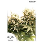 Master Kush Feminised - Dutch Passion