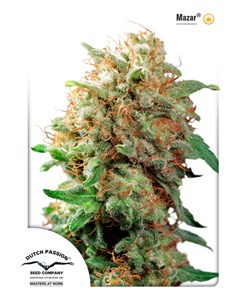 Mazar Feminised - Dutch Passion
