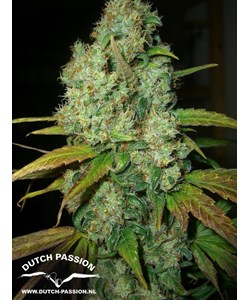 Power Plant - Dutch Passion