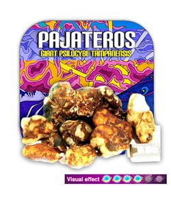 Psilocybe Tampanensis  Pajateros  - truffe géante-