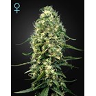 Super Silver Haze CBD – Green House