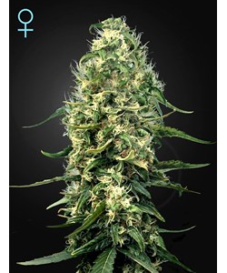 Super Silver Haze CBD – Green House