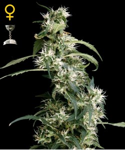 Green House Arjans Ultra Haze 2#