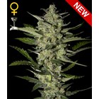 Flowerbomb Kush - Green House