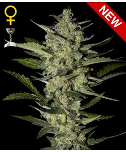 Flowerbomb Kush - Green House