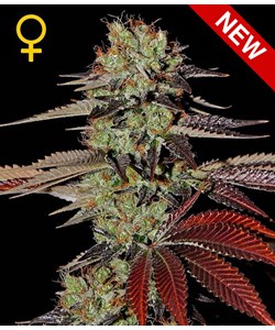 King’s Kush Auto – Green House