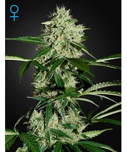 Northern Lights Auto – Green House