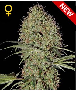 Green House Super Bud Automatic