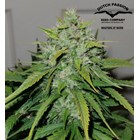Green Spirit Feminised - Dutch Passion