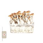 Growkit Equatorien Medium