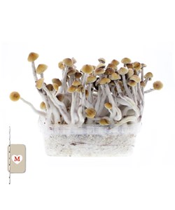 Growkit Mckennaii Medium