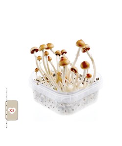 Growkit- tout en un – B Plus-XS