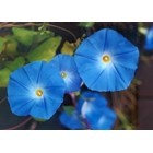 Ipomoea Violacea (Morning Glory)