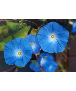 Ipomoea Violacea (Morning Glory)