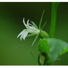 Lobelia Inflata