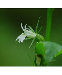 Lobelia Inflata