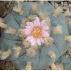 Lophophora williamsii-Peyote 6cm 