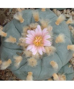 Lophophora williamsii-Peyote 6cm 