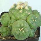 Lophophora jourdaniana, 6-8 cm cluster