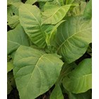 Nicotiana Tabacum Seeds