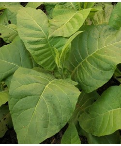 Nicotiana Tabacum Seeds