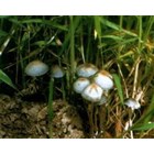 Panaeolus tropicalis en seringue