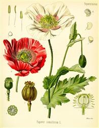 Papaver somniferum (Opium poppy) Graines