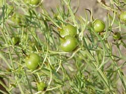 Peganum Harmala Seeds