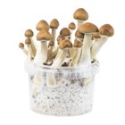 Petit Growkit Golden Teacher 