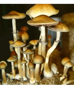 Psilocybe Cubensis Treasure Coast