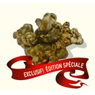 Psilocybe Tampanensis Edition Speciale !