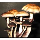 Psilocybe Cubensis TEXAS Syringe