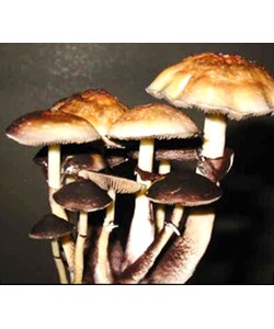 Psilocybe Cubensis TEXAS Syringe