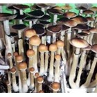 Psilocybe cubensis B+ empreinte ou seringue